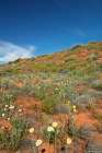 Poached egg daisies (Polycalymma stuartii), Munga-Thirri National Park, Australia. Art Print